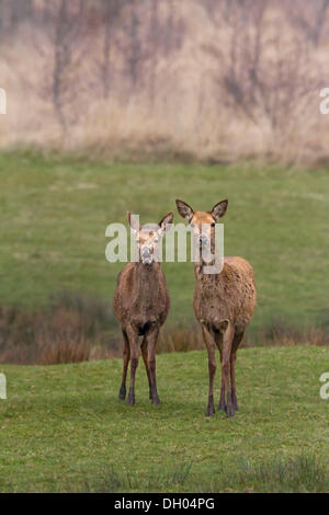 Female red deer (Cervus elaphus) and juvenile male, South Wales, United Kingdom, Europe