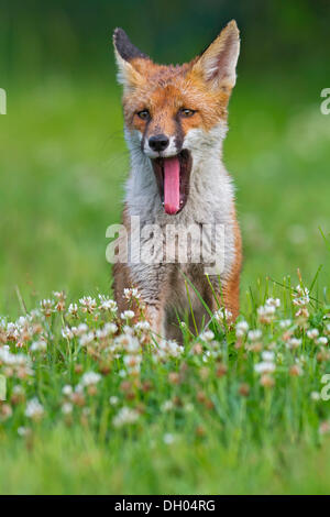 Red fox in grass pasture, yawning, South East England, United Kingdom, Europe Stock Photo