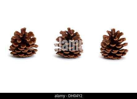 Studio shot of Three Pine Cones in a row against a white Background Stock Photo