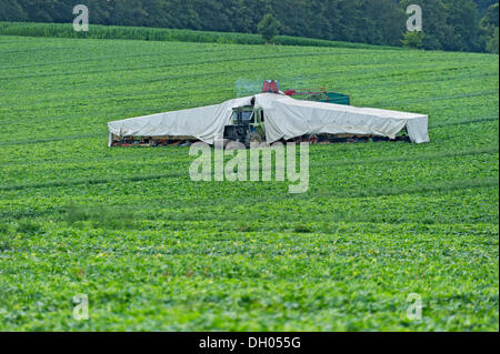 Cucumber harvest on a field with the "cucumber flyer", Frontenhausen, Lower Bavaria, Bavaria, PublicGround Stock Photo