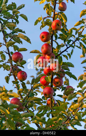 Unsprayed red apples on an apple tree, Fischerhäuser, Ismaning, Upper Bavaria, Bavaria, Germany Stock Photo