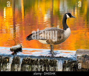 Port Washington, New York, U.S. 27th October 27, 2013. A Canada goose stands on a small dam wall in pond, with colorful reflections of golden orange autumn trees in water, at a North Shore park on Long Island at dusk. Stock Photo