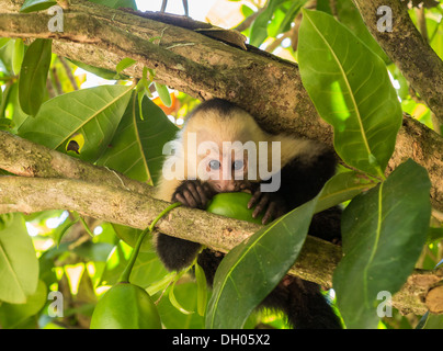 Small baby White Faced or White Headed Capuchin monkey (Cebus capucinus) in tree chewing on some fruit in Costa Rica Stock Photo