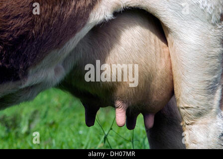 Udder of a cow, Eng-Alm, Karwendel Mountains, Tyrol, Austria, Europe Stock Photo
