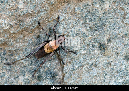 Alpine dark bush-cricket (Pholidoptera aptera), male, Mitteldorfer Alm, Frosnitztal, Ostirol, Austria, Europe Stock Photo