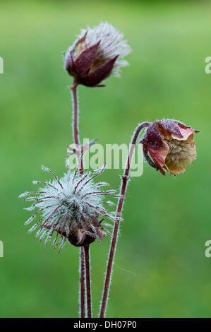 Water Avens (Geum rivale), Filz, Woergl, Tyrol, Austria, Europe Stock Photo