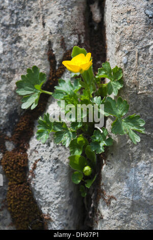 Mountain Buttercup (Ranunculus montanus), Rosskopf, Rofan Mountains, Tyrol, Austria, Europe Stock Photo