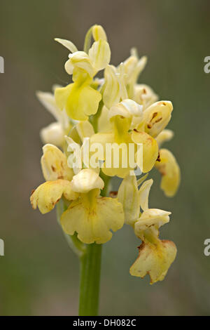 Pale-flowered Orchid (Orchis pallens), Bad Ditzenbach, Swabian Alb, Baden-Wuerttemberg Stock Photo