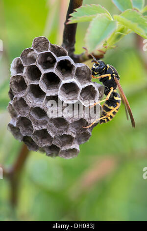 Polistine wasp (Polistes nimpha), Bad Ditzenbach, Swabian Alp, Baden-Wuerttemberg Stock Photo