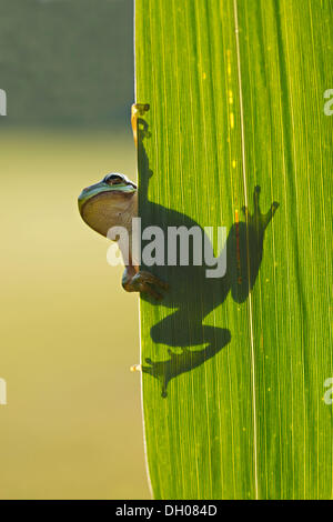 European Tree Frog (Hyla arborea), Loar, Kramsach, Tyrol, Austria, Europe Stock Photo