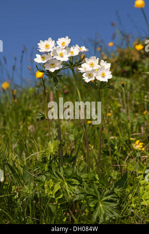 Narcissus-flowered Anemone (Anemone narcissiflora) Rosskogel, Rofan Mountains, Tyrol, Austria, Europe Stock Photo