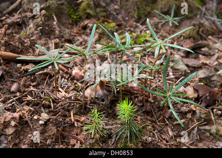 Seedlings of Norway Spruce (Picea abies), front, seedlings of Silver Fir (Abies alba), rear, Hopfgarten, Tyrol, Austria, Europe Stock Photo