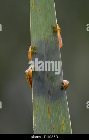 European Tree Frog (Hyla arborea), Loar, Kramsach, Tyrol, Austria, Europe Stock Photo