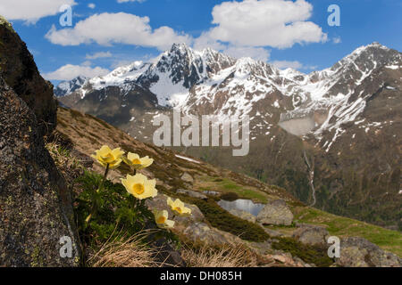 Alpine pasqueflower (Pulsatilla alpina ssp. alpiifolia), lake See'le See, Kaunertal valley, Tyrol, Austria, Europe Stock Photo