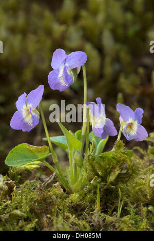 Hairy violet (Viola hirta), Tiefenbach-Klamm gorge, Kramsach, Tyrol, Austria, Europe Stock Photo