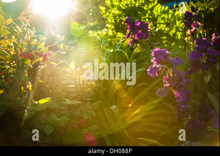 Sunlight greets a flowering garden at sunrise in the mountains above Asheville, North Carolina. (USA) Stock Photo