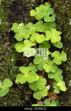 Common Wood Sorrel (Oxalis acetosella), Wolfsklamm, Stans, Tyrol, Austria, Europe Stock Photo