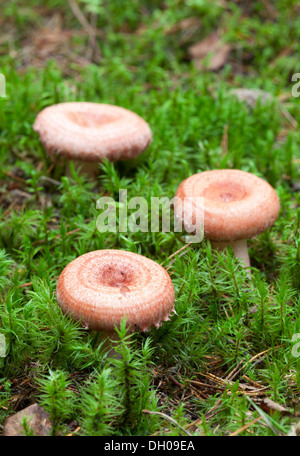 Bearded milkcap Stock Photo