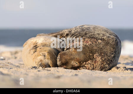 Pair of Grey Seals (Halichoerus grypus) lying on the beach after mating, Helgoland, Helgoland, Schleswig-Holstein, Germany Stock Photo