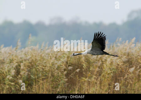 Common Crane (Grus grus) in flight with open beak, Günzer See lake, Vorpommern-Rügen District, Mecklenburg-Western Pomerania Stock Photo