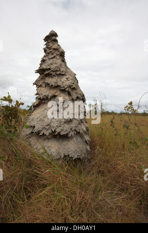 Termite mound, Savannah grassland, Guyana, South America Stock Photo