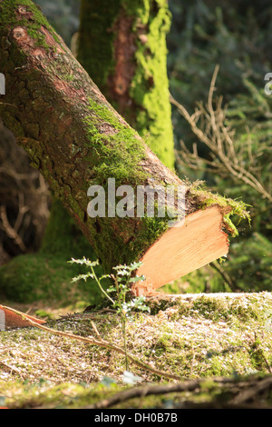 Sawn tree falling after lumberjack's work Stock Photo
