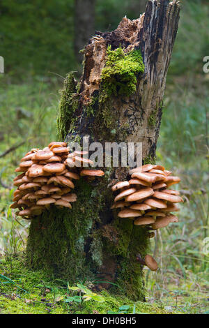 Darker Honey Mushroom (Armillaria ostoyae), Hinterriss, Karwendel Mountains, Tyrol, Austria, Europe Stock Photo