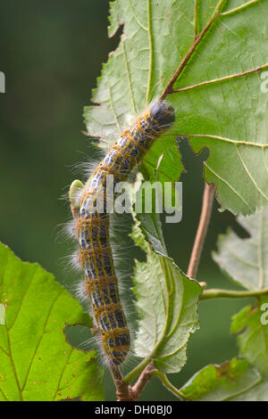 Buff-tip (Phalera bucephala), caterpillar, Schwaz, Tyrol, Austria, Europe Stock Photo