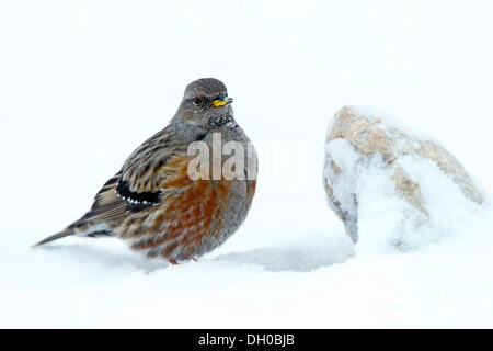 Alpine Accentor (Prunella collaris) in the snow, Hafelekar, Karwendel Mountains, Tyrol, Austria Stock Photo