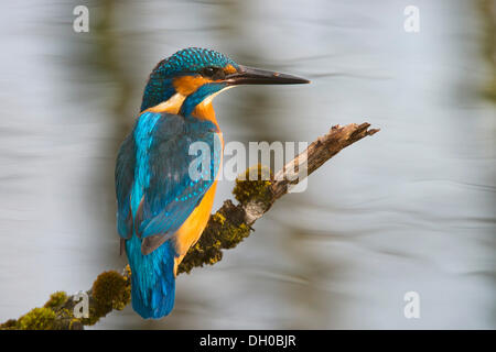 Kingfisher (Alcedo atthis), Tratzberg landscape conservation area, Stans, Tyrol, Austria Stock Photo