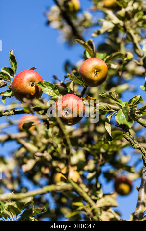 Cox apples hanging on a tree Stock Photo