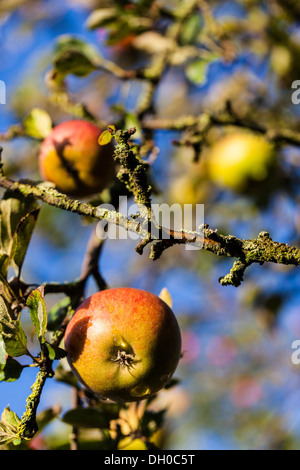 Cox apples hanging on a tree Stock Photo