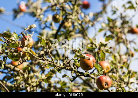 Cox apples hanging on a tree Stock Photo