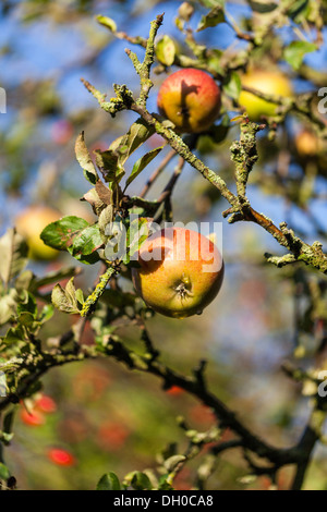 Cox apples hanging on a tree Stock Photo