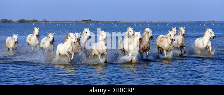 Camargue horses (Equus caballus), herd gallopping through water, Saintes-Marie-de-la-Mer, Camargue, France, Europe Stock Photo