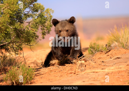 Grizzly Bear (Ursus arctos horribilis) ,cub, Utah, United States Stock Photo