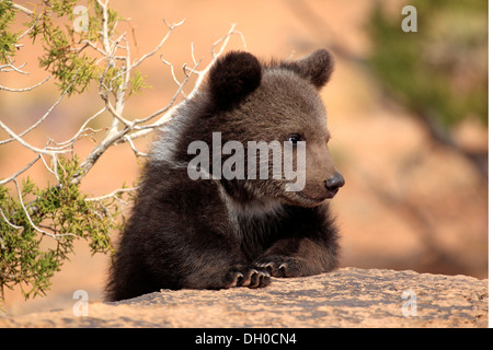 Grizzly Bear (Ursus arctos horribilis), cub, Utah, United States Stock Photo