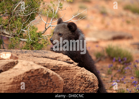 Grizzly Bear (Ursus arctos horribilis) cub, looking out from behind a rock, Utah, United States Stock Photo