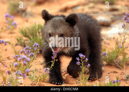 Grizzly Bear (Ursus arctos horribilis), cub, Utah, United States Stock Photo