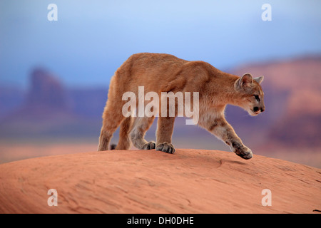 Puma, Cougar or Mountain Lion (Puma concolor) standing on a rock, adult, captive, Monument Valley, Utah, United States Stock Photo