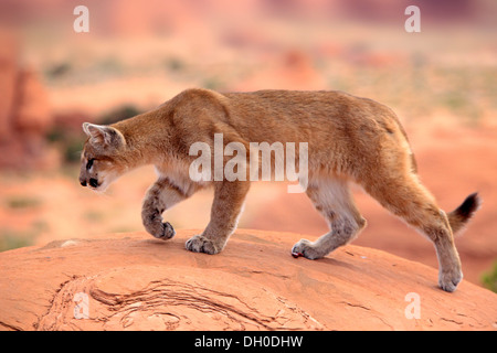 Puma, Cougar or Mountain Lion (Puma concolor) standing on a rock, adult, captive, Monument Valley, Utah, United States Stock Photo