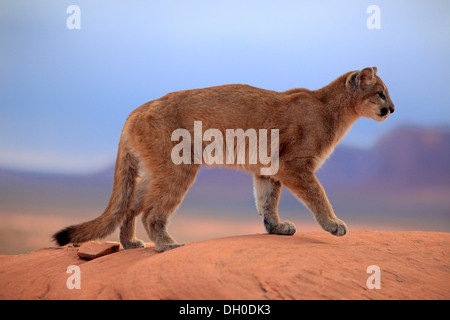 Puma, Cougar or Mountain Lion (Puma concolor) standing on a rock, adult, captive, Monument Valley, Utah, United States Stock Photo