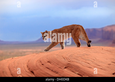 Puma, Cougar or Mountain Lion (Puma concolor) standing on a rock, adult, captive, Monument Valley, Utah, United States Stock Photo