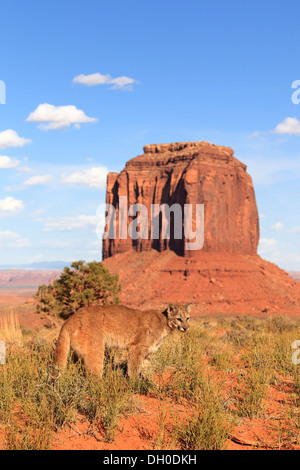 Puma, Cougar or Mountain Lion (Puma concolor), adult, standing, captive, characteristic rock formation at the rear Stock Photo