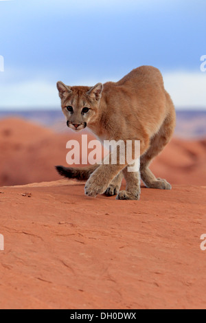 Puma, Cougar or Mountain Lion (Puma concolor) on a rock, adult, captive, Monument Valley, Utah, United States Stock Photo