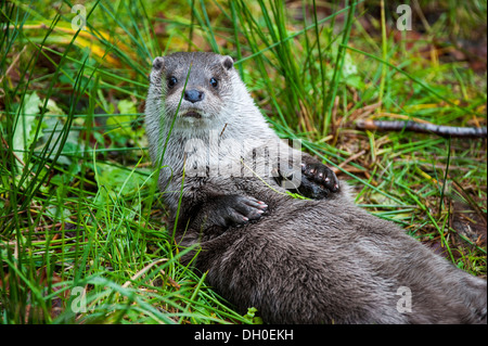 European River Otter (Lutra lutra) lying on its back while playing with piece of bark on riverbank Stock Photo