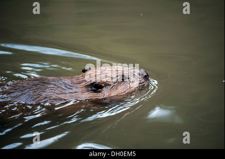 Close up of Eurasian / European beaver (Castor fiber) swimming in lake Stock Photo