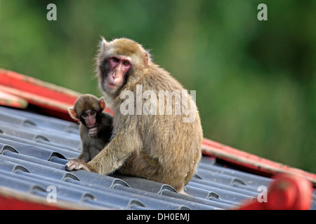 Japanese Macaque or Snow Monkey (Macaca fuscata), occurrence in Japan, captive, Amersfoort, Province of Utrecht, The Netherlands Stock Photo