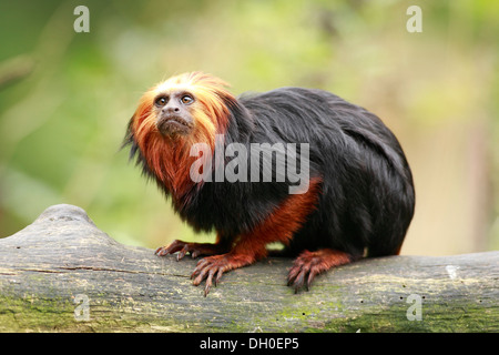 Golden-headed Lion Tamarin (Leontopithecus chrysomelas), captive, Apeldoorn, Gelderland, The Netherlands Stock Photo