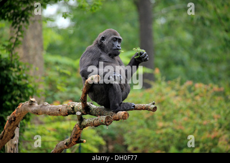 Western Lowland Gorilla (Gorilla gorilla gorilla), adult female, eating while sitting on a tree, captive, Apenheul Primate Park Stock Photo